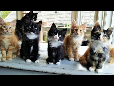 FUNNY” BLACK TUXEDO & AMERICAN WIREHAIR CATS PLAYING ( ⭐️ing Groot & Bisco) 2022 #trending #viral