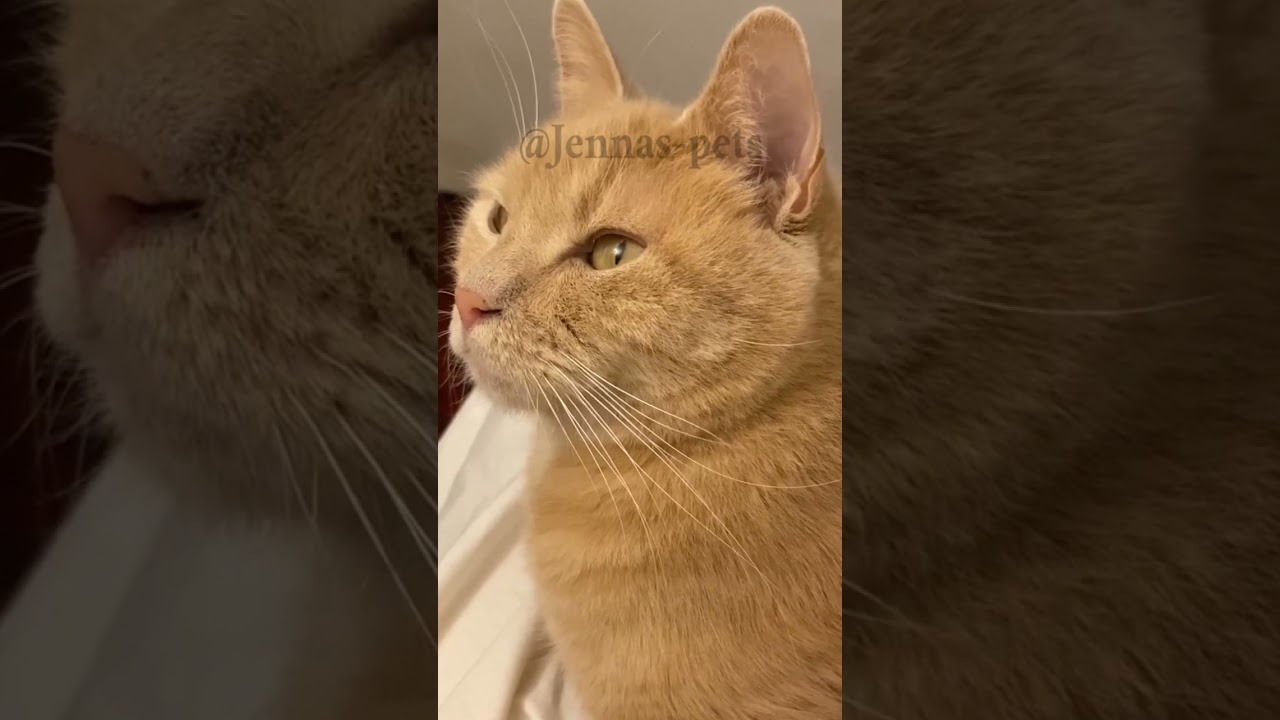 MEET THE MANX CAT: The Tailless Wonder with a Playful Heart and Ancient Charm