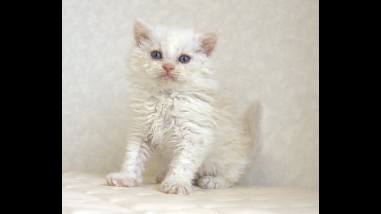 セルカークレックス子猫　Selkirk Rex　2025.4.12産まれ　クリーム＆ホワイト　巻き毛　男の子　シーダキャット猫のお店