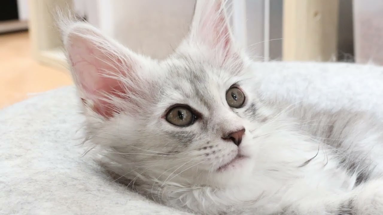 生後62日シルバーのメインクーン女の子猫3時ちゃん