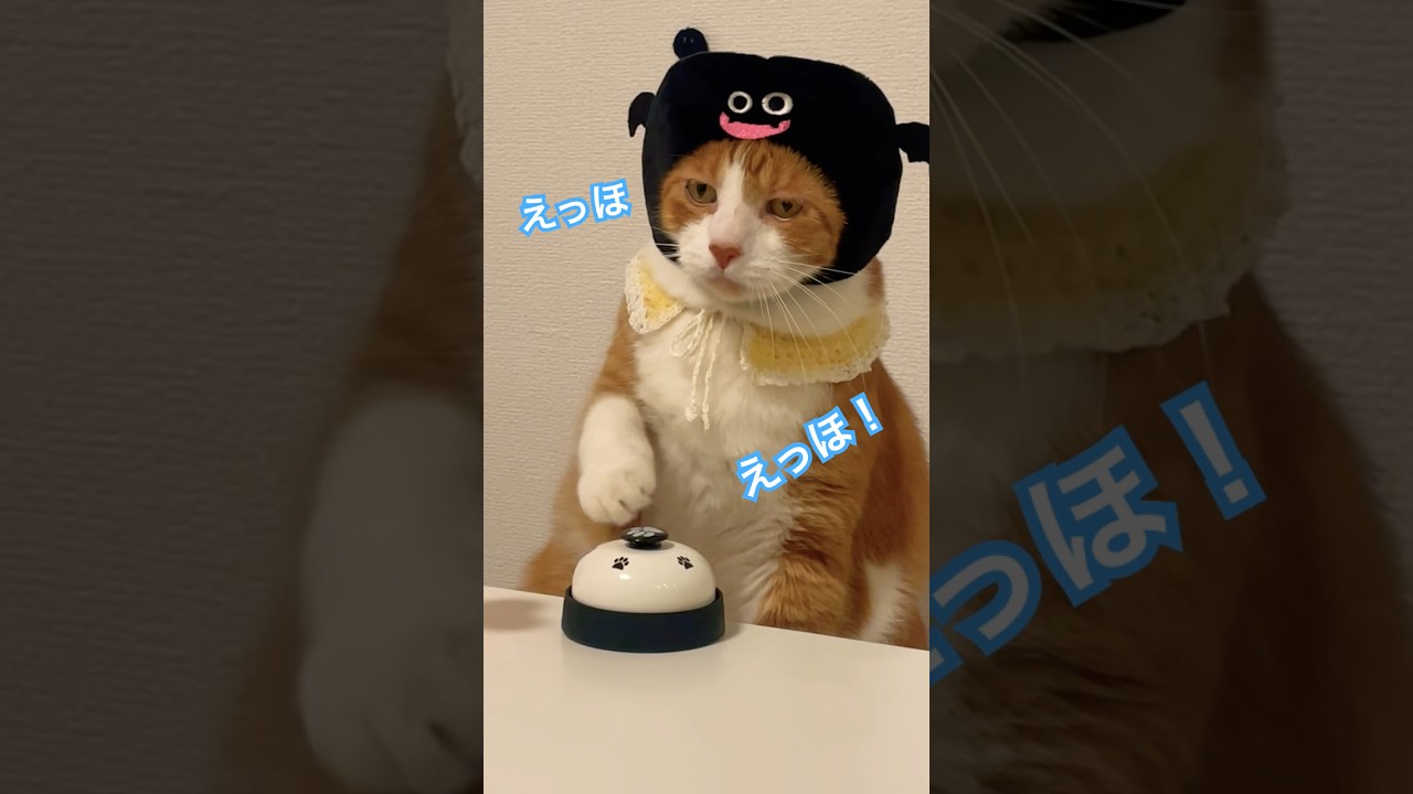 【トレンド】TikTokで大バズり中のメドレーをでぶ猫が踊ると #ねこ動画 #猫のいる暮らし #shorts