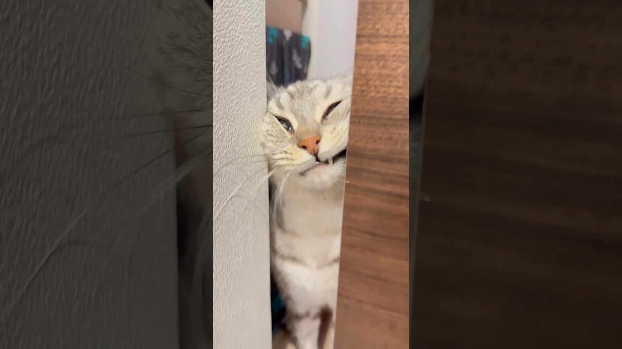 愛猫たちが可愛すぎて大興奮するパパ!! #shorts #猫 #cat