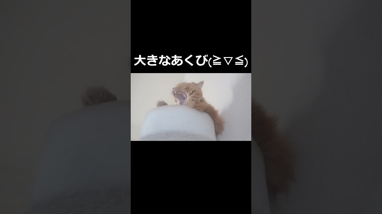 【猫】飼い主が起きて朝ごはんを用意するまで！#ねこ #ラガマフィン #猫のいる暮らし #猫のいる生活 #可愛い #癒される