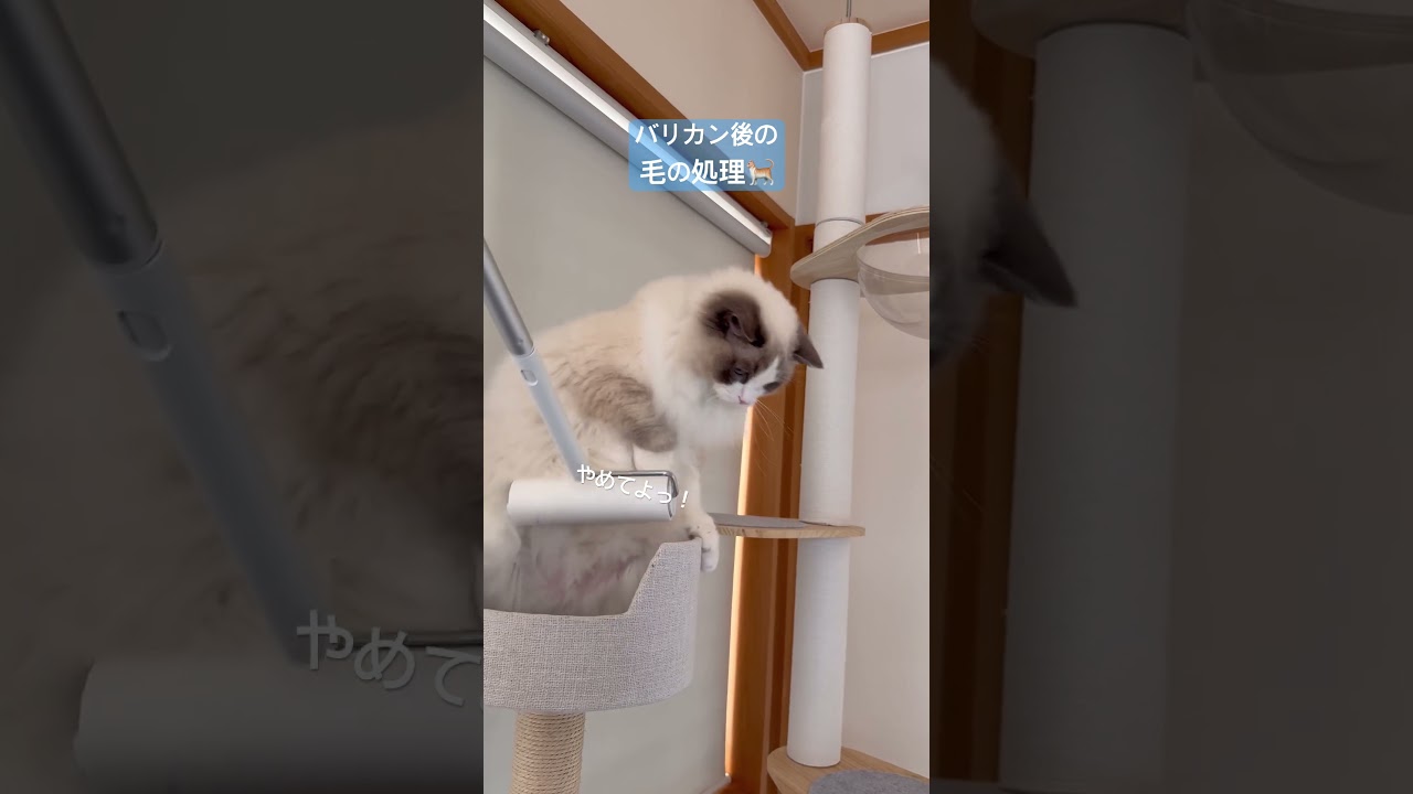 雑に扱われて怒るいっぺい🐈 #ラグドール #いっぺいdialy #猫好きさんと繋がりたい