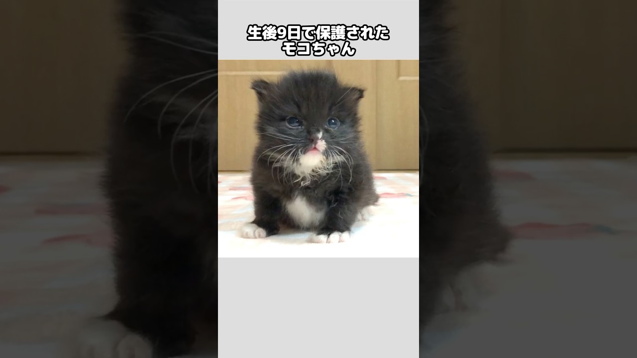 泣き叫んでいた子猫が立派に成長してくれました【保護猫日記】#shorts #保護猫 #子猫 #保護 #子猫　保護