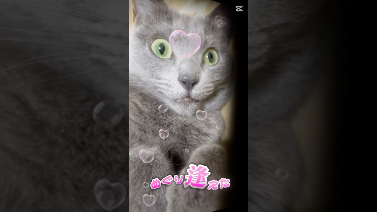 【猫ロシアンブルー】そらちゃんは最強の推し❤️ #shorts #russianblue #ロシアンブルー #かわいい猫 #可愛い猫