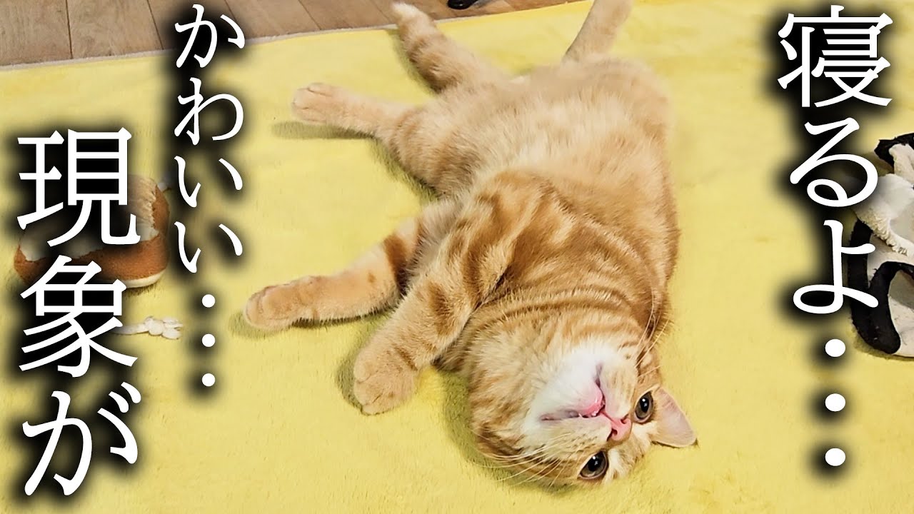 「寝るよ」と言うと寝る準備を始める子猫がかわいい...