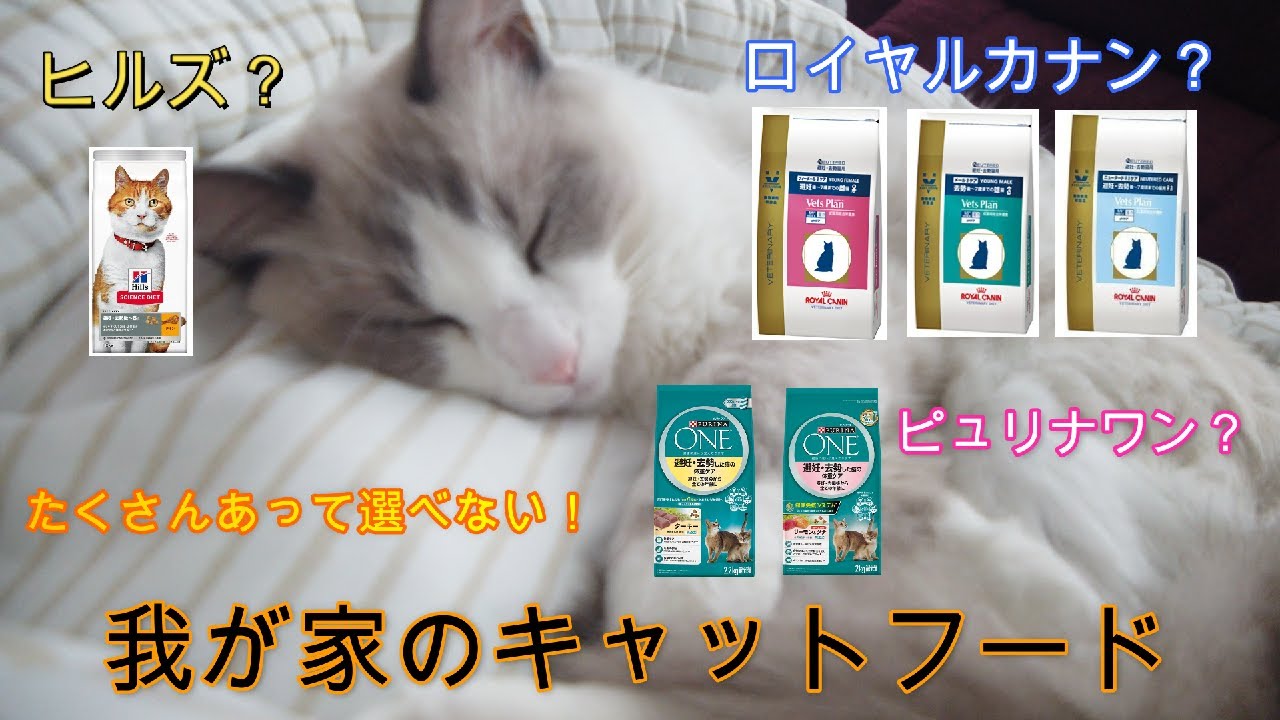 我が家のキャットフードはこれ！色々試してこれに辿り着きました