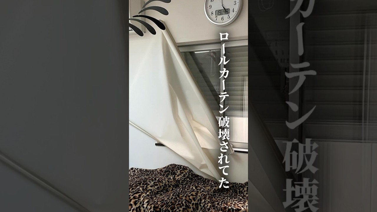 ヤラレタ😩 #アメリカンショーヘア