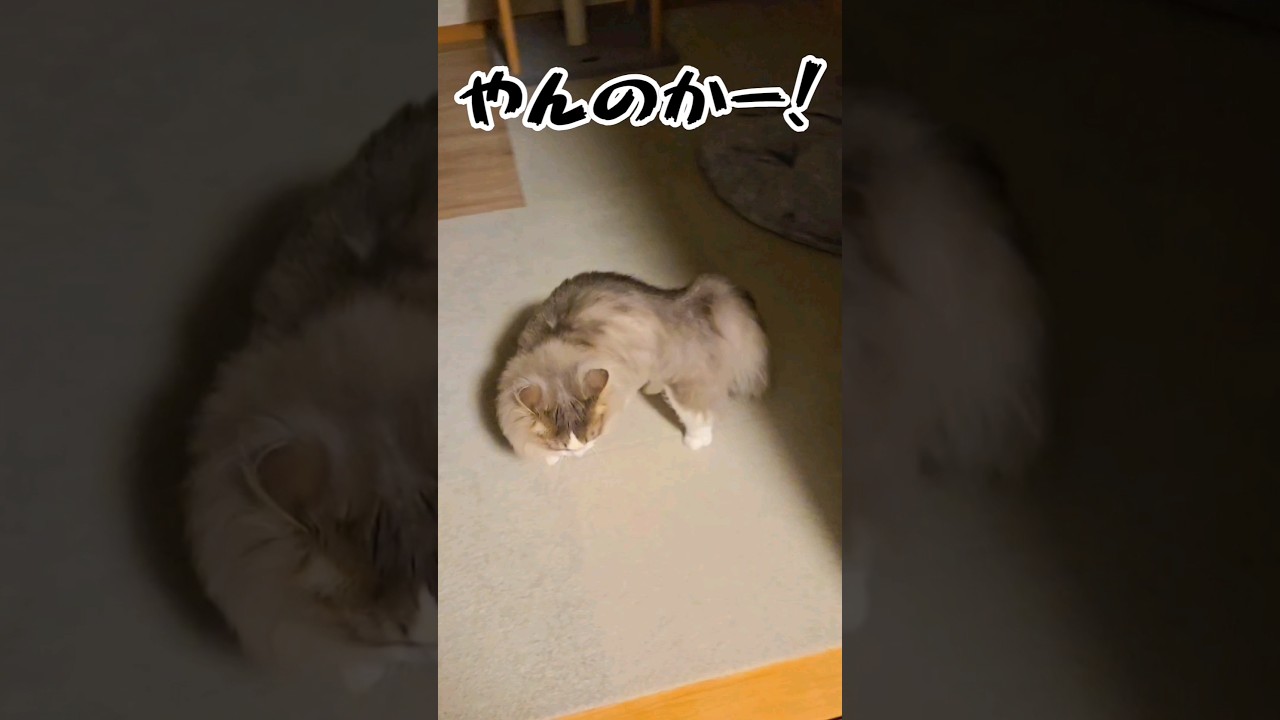 オラオラする猫#マンチカン #短足マンチカン #長毛猫