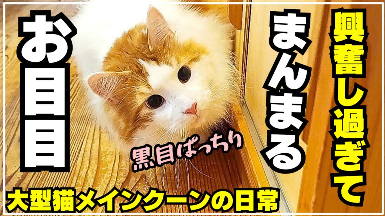これやると大型猫の瞳孔が全開になります【メインクーン】