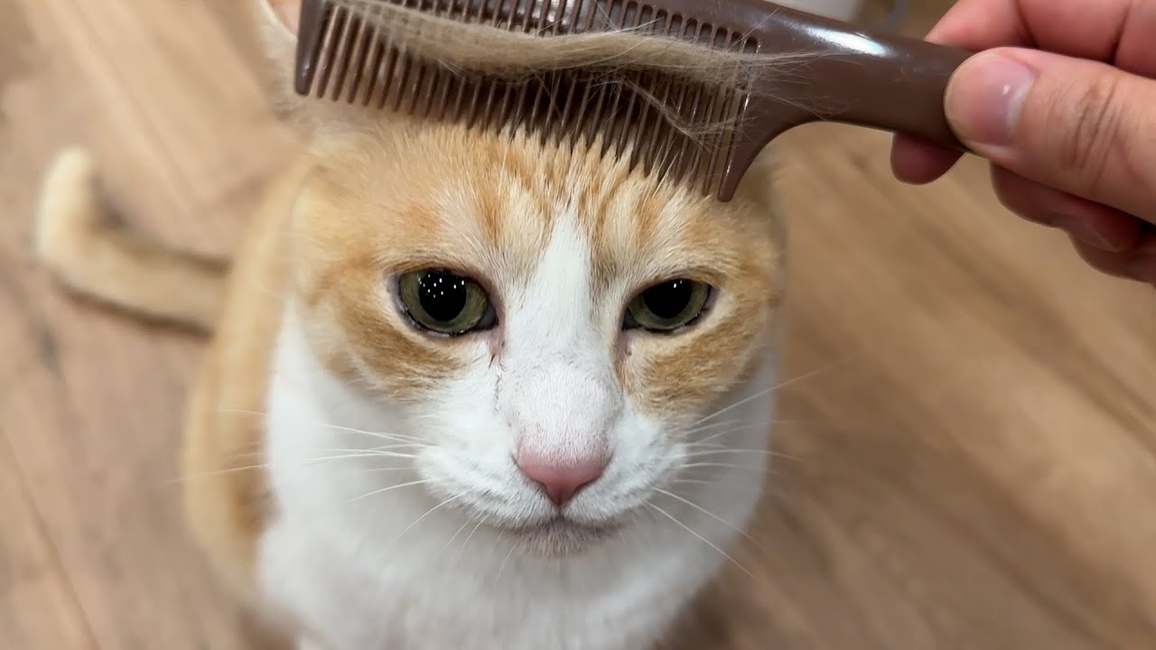 ロビンは大嫌いな採血を頑張りました。