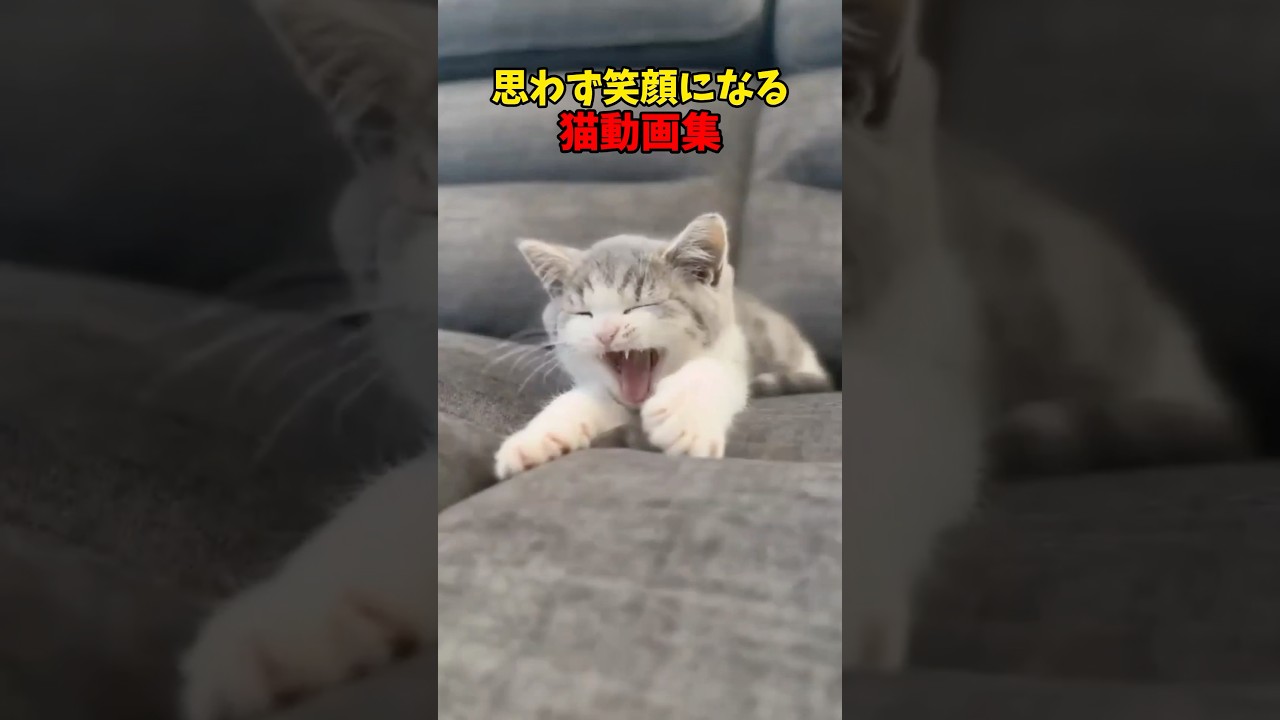 ニッコニコ☺️ #猫 #cat #cats #cute