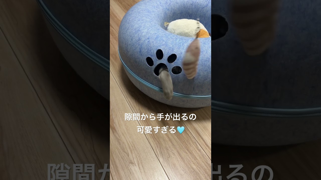 最近ハマってる遊び方 #cute #あおそら #cat #ロシアンブルー #猫のいる暮らし