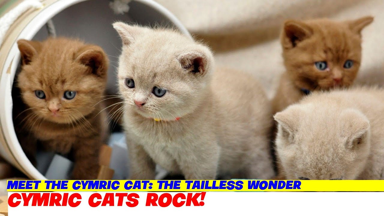Meet the Cymric Cat: The Tailless Wonder