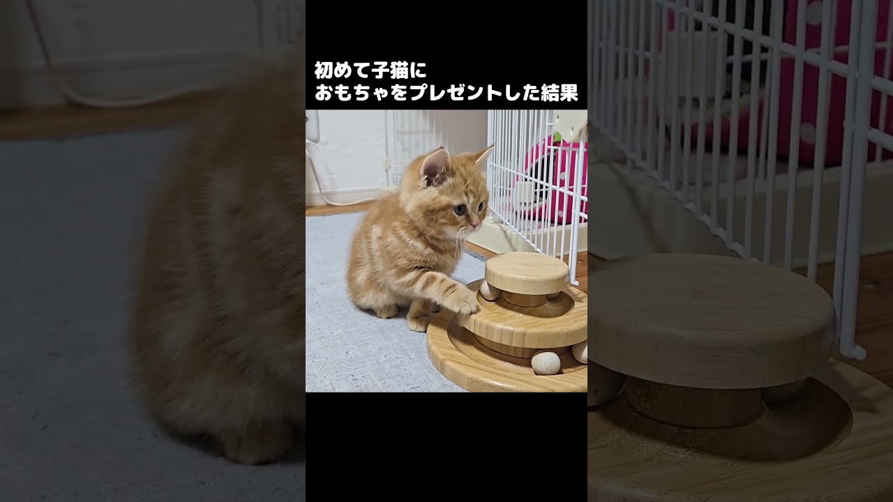 子猫に初めておもちゃをプレゼントした結果...笑 We gave the kitten her first toy… and THIS happened