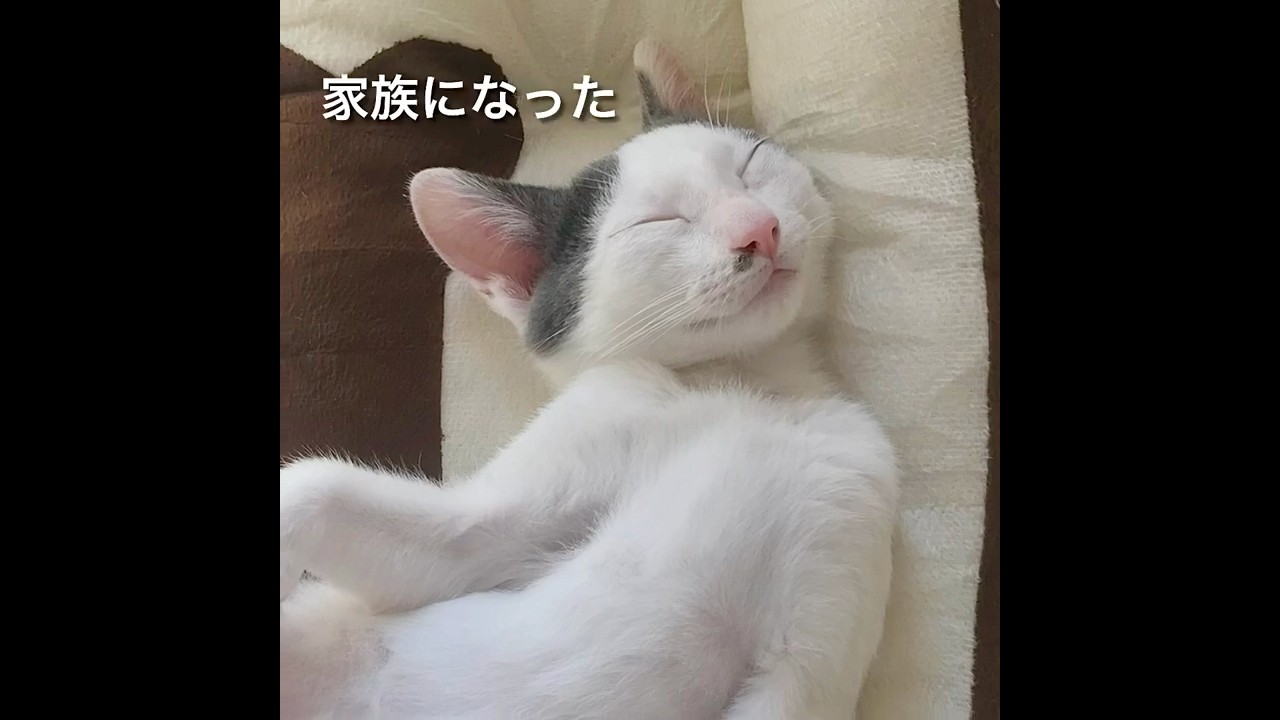 5月25日… 今日は『保護猫の日』 ꕤ #shorts #保護猫 #元保護猫 #ねこ #cat 癒し #しゃべる猫 #保護猫の日