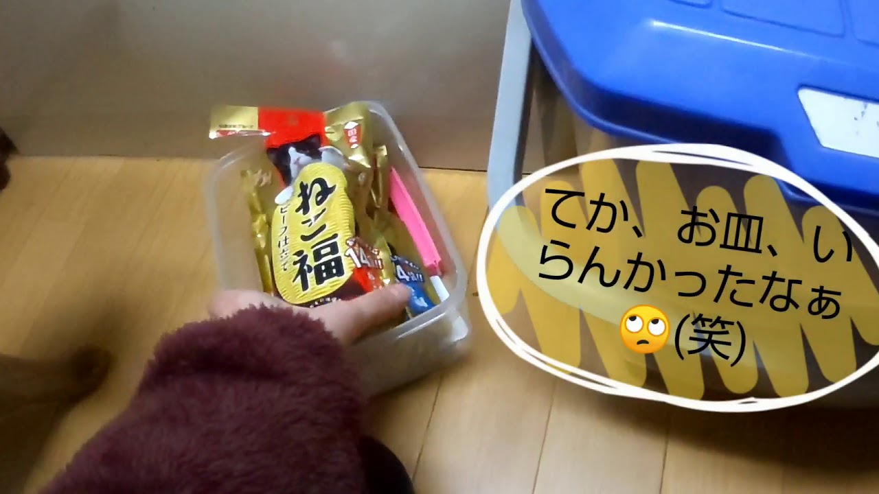 【ねこ福ビーフ味】商品レビュー20190106 猫 アビシニアン あびちゃん キジトラ きゃっちーさん cat cute Abyssinian Brown tabby