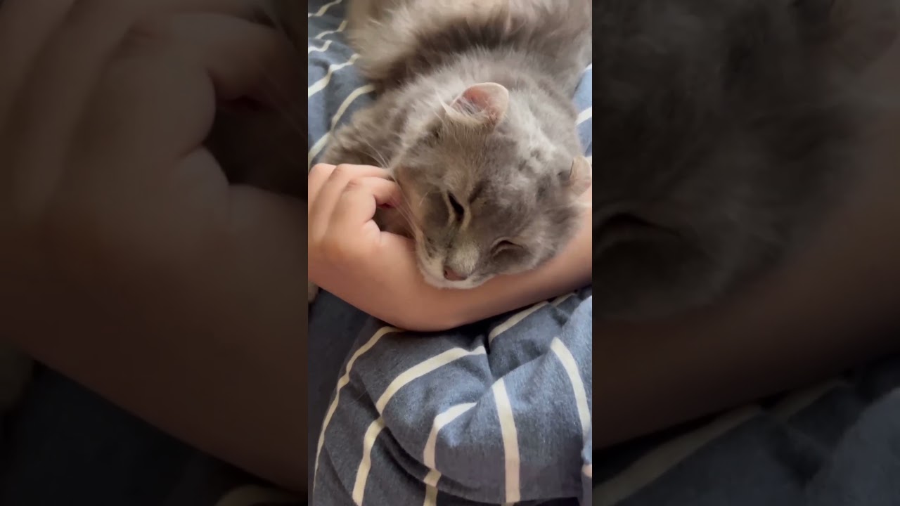 甘え上手 #ねこ動画 #かわいい猫 #アメリカンカール