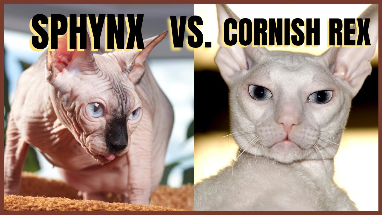 Sphynx Cat VS. Cornish Rex Cat
