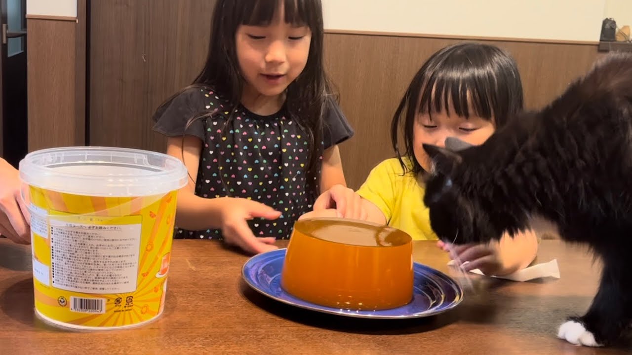 巨大なゼリー作りに興味津々な猫　ラガマフィン