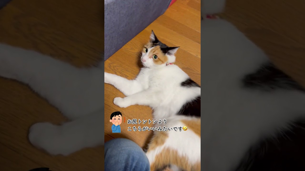 CS572 お尻を触ると甘える三毛猫 #三毛猫