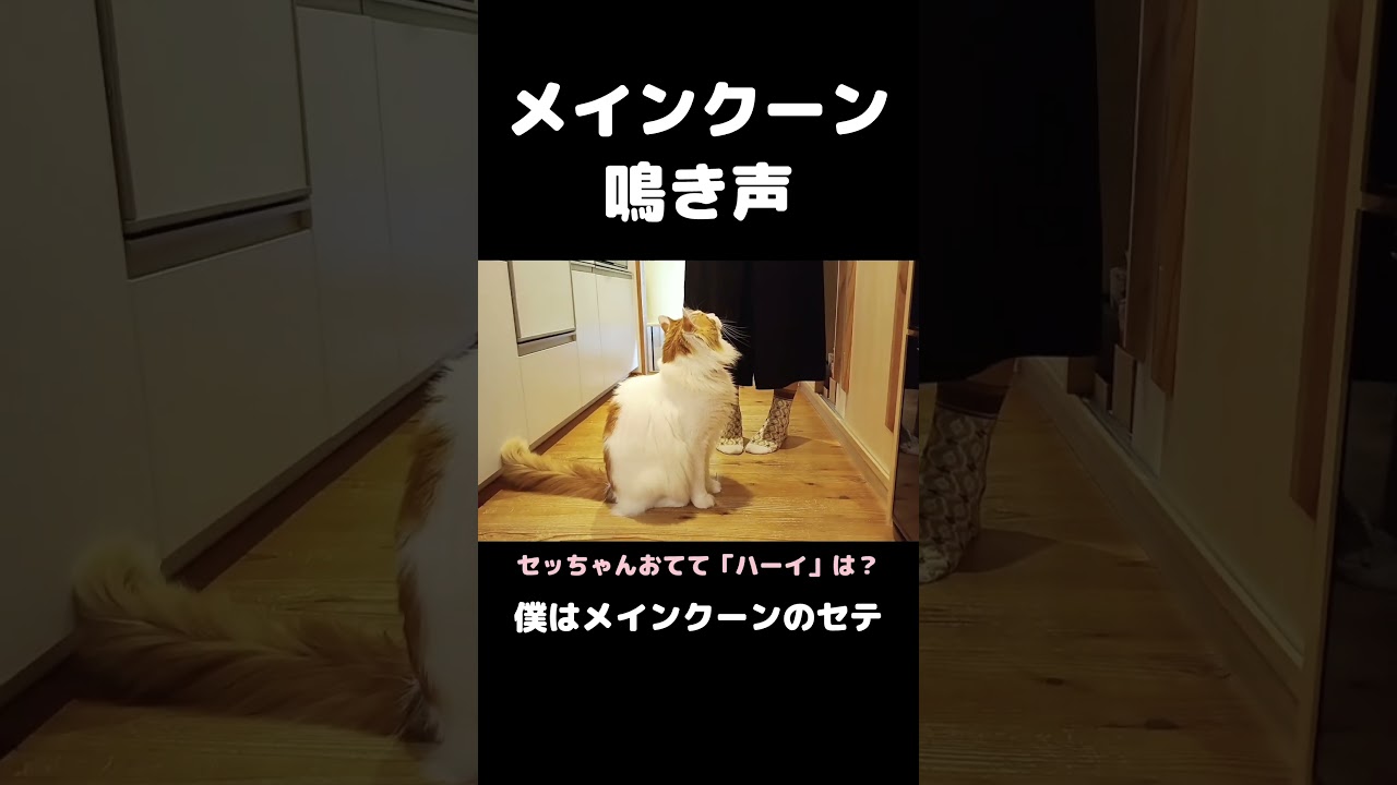 喋る大型猫 #猫のいる暮らし #猫 #メインクーン