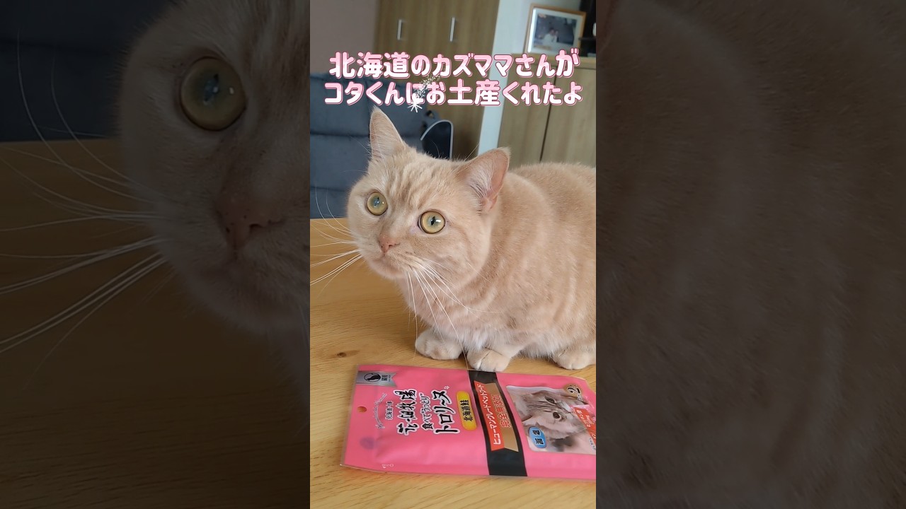【よかったねマンチカン】 #shorts #猫 #ねこ #cat