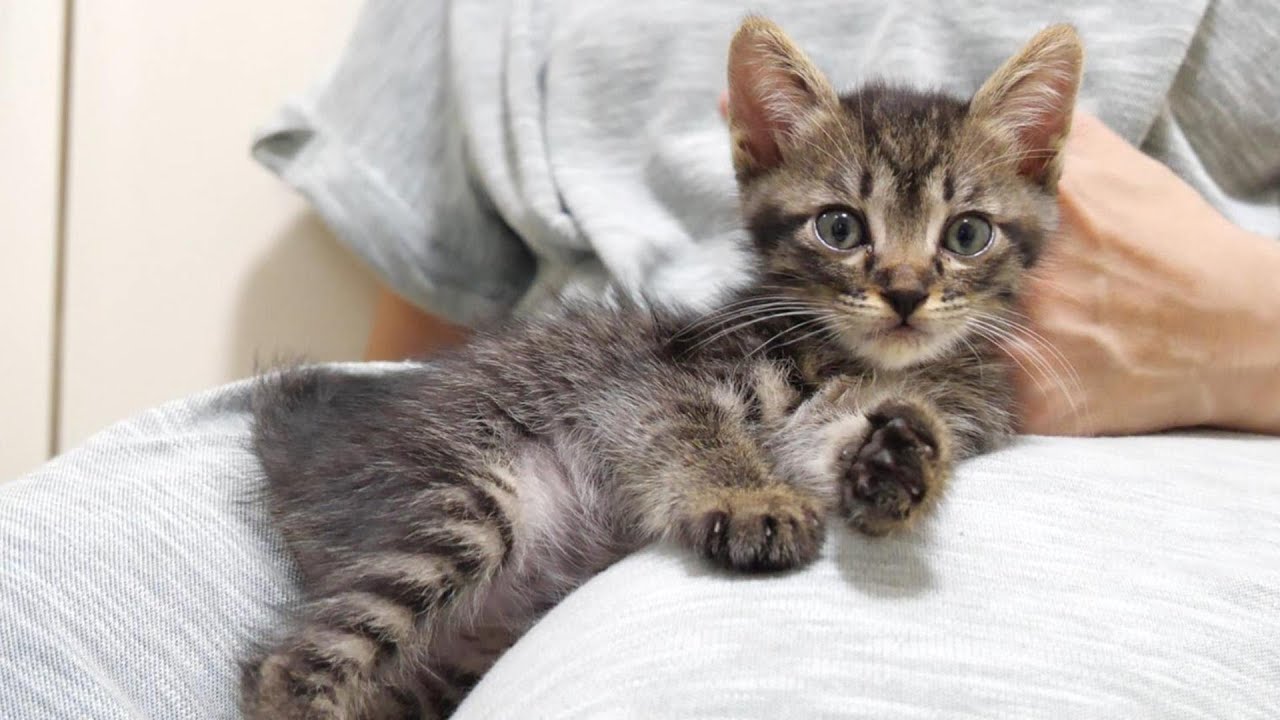 ママの抱っこより先輩子猫に抱っこされたい子猫【赤ちゃん猫　保護猫】