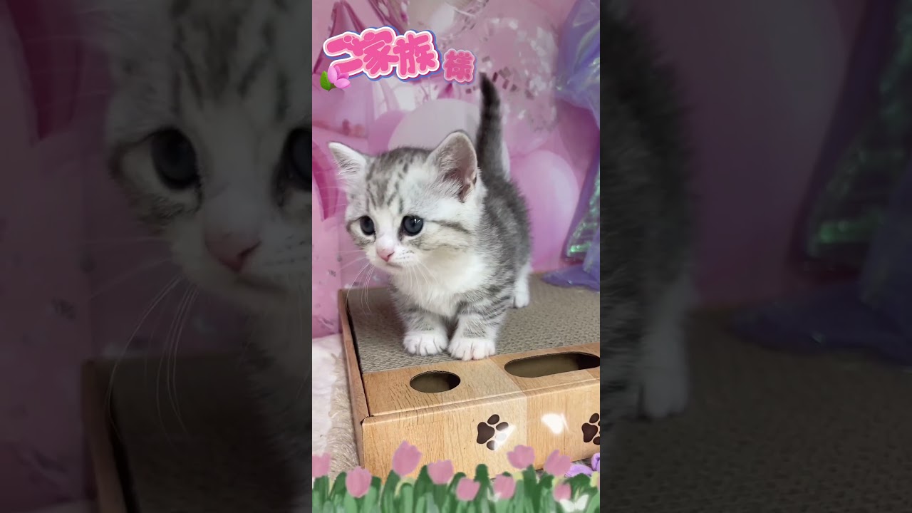 【ご家族様募集中】短足マンチカン男の子♡ #cat #かわいい子猫 #kitten #子猫 #cute #子猫ブリーダー #短足マンチカン #短足ミヌエット