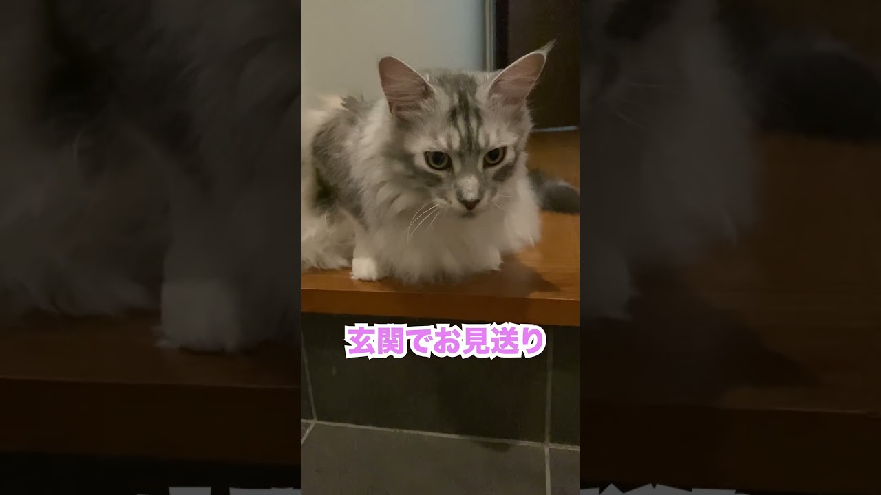 朝少年とご飯を食べた後、玄関まで見送る大型猫#メインクーン#shorts