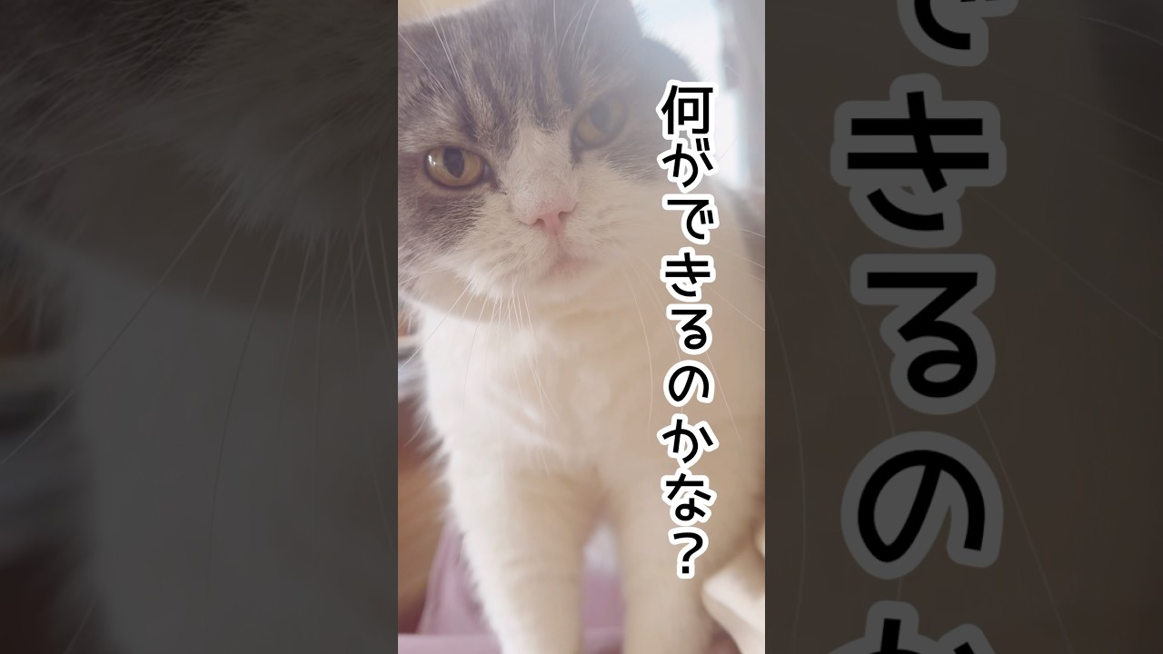 【こねこね職人な猫】#猫 #猫のいる暮らし #フミフミ#スコティッシュフォールド #shorts