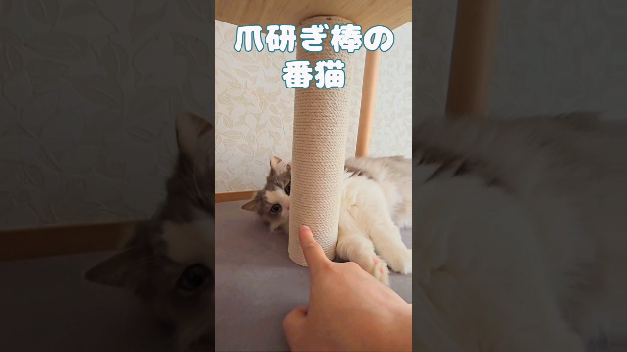 爪とぎ棒の番猫#マンチカン #短足マンチカン #長毛猫