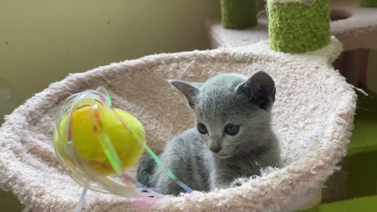 ロシアンブルー 本当にかわいいのです実物も♥️淡いブルーのふわりとしたコート。好奇心高めの女の子