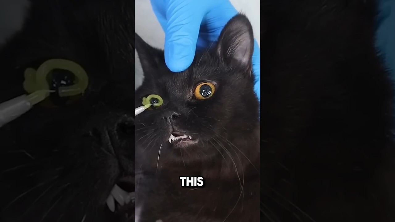 Putting glue in cats eyes Explained #cat #kitten #catshorts #care