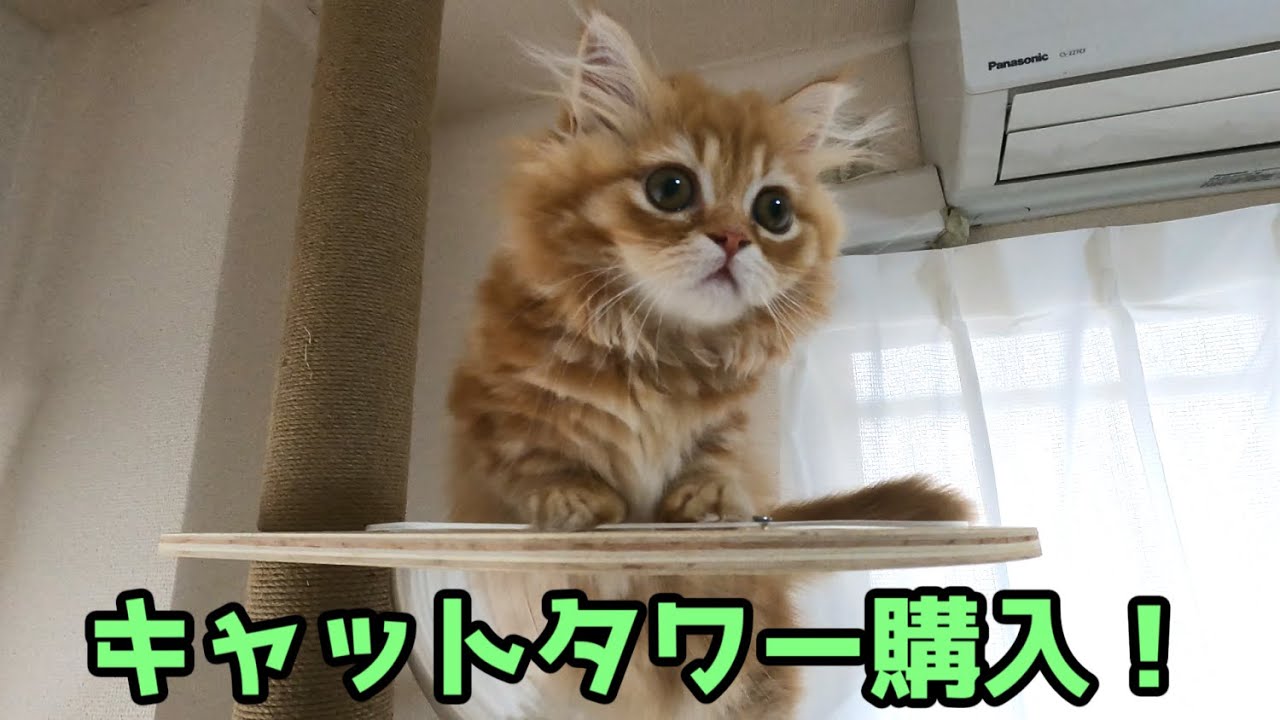 キャットタワーを買いました！宇宙船パーツあり【マンチカンの子猫】/I bought a cat tower! Spacecraft parts available
