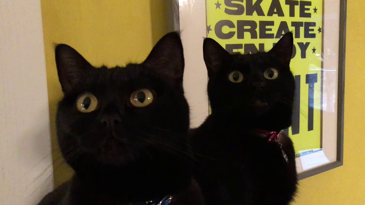 4匹の黒猫ボンベイ家族のにぎやかな1日☆