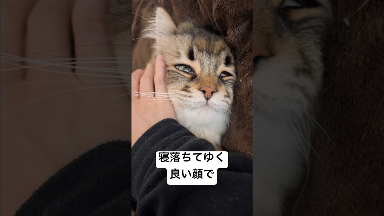 うつろげネコたん #サイベリアン #猫 #寝落ち