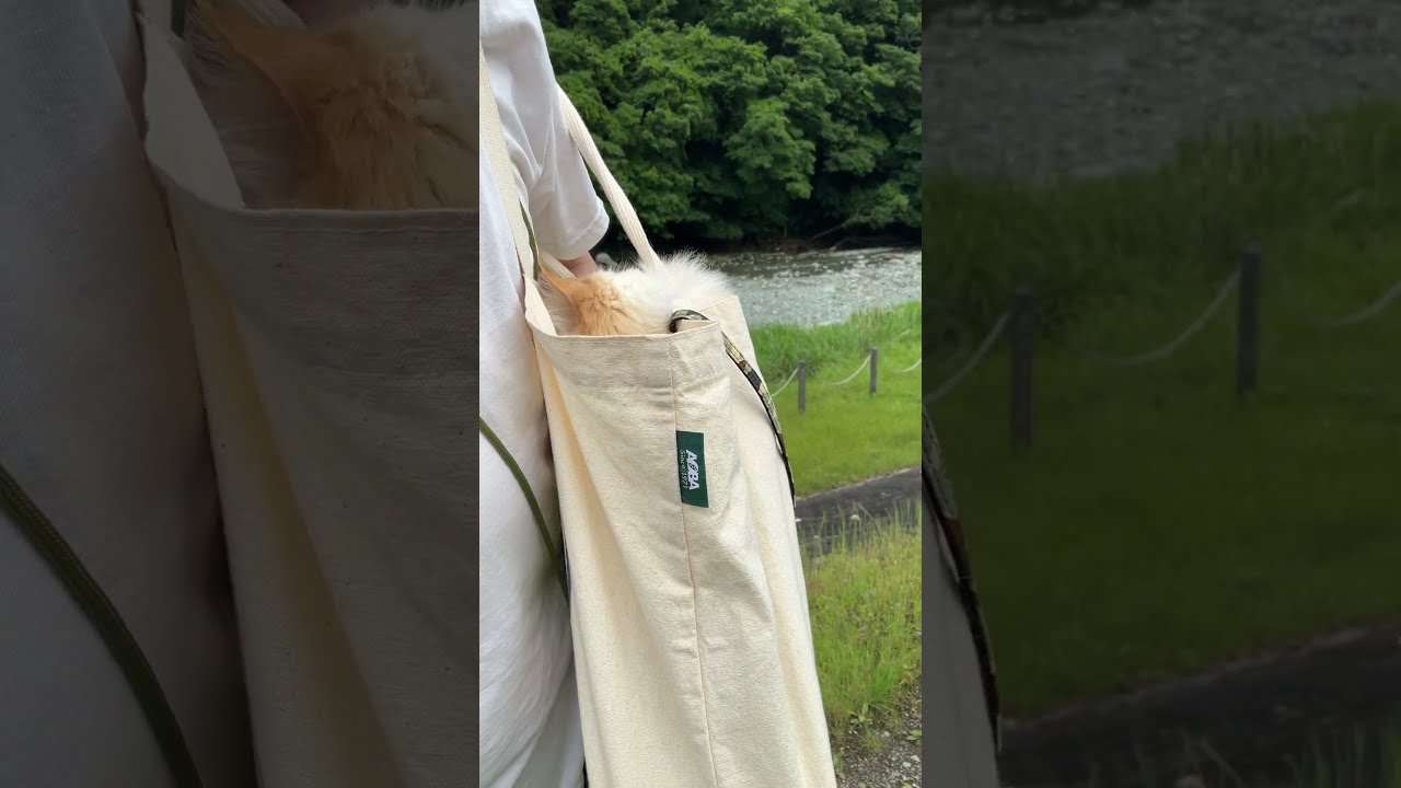 ♥チーノの日常【🐱…仲間に見られたら恥ずかしい…】ホワイトヒマラヤン14歳（約72歳）　#shorts　#cat　#pets　猫好き　癒し