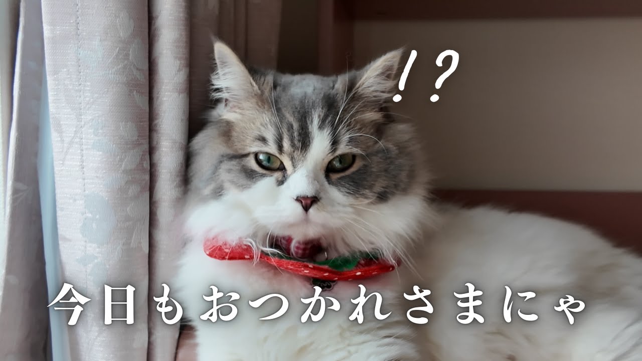 眠たいのに眠れない猫がかわいいすぎた！