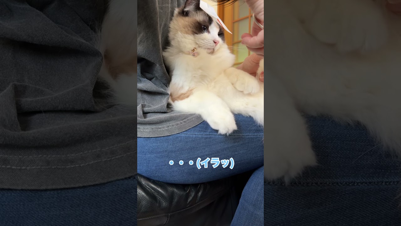 暴れない裏技を試したら！？　#猫 #cat #ラグドール