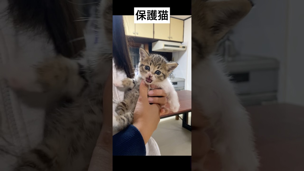 ［保護猫］食いしん坊な子猫　#保護猫 #子猫 #子猫成長記録