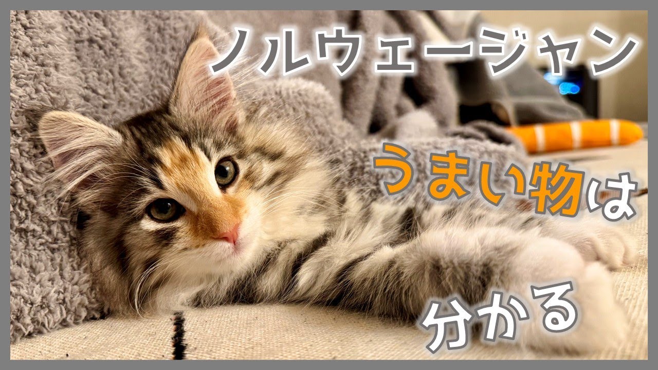 『ノルウェージャンフォレストキャット』気づいてしまった このうまさ
