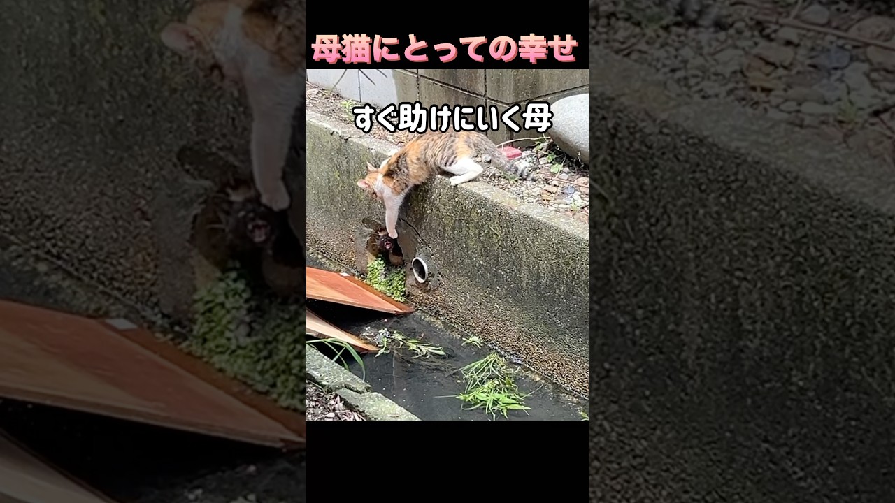 命をかけて子猫を守る母猫#shorts #猫 #保護猫