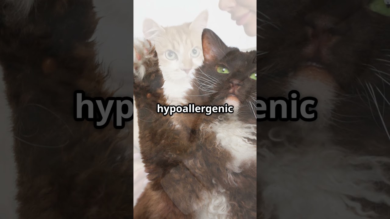 LaPerm Cats: The Curly-Haired Charmers You Need to Meet #cat #petcare #catlovers #animallovers #pets