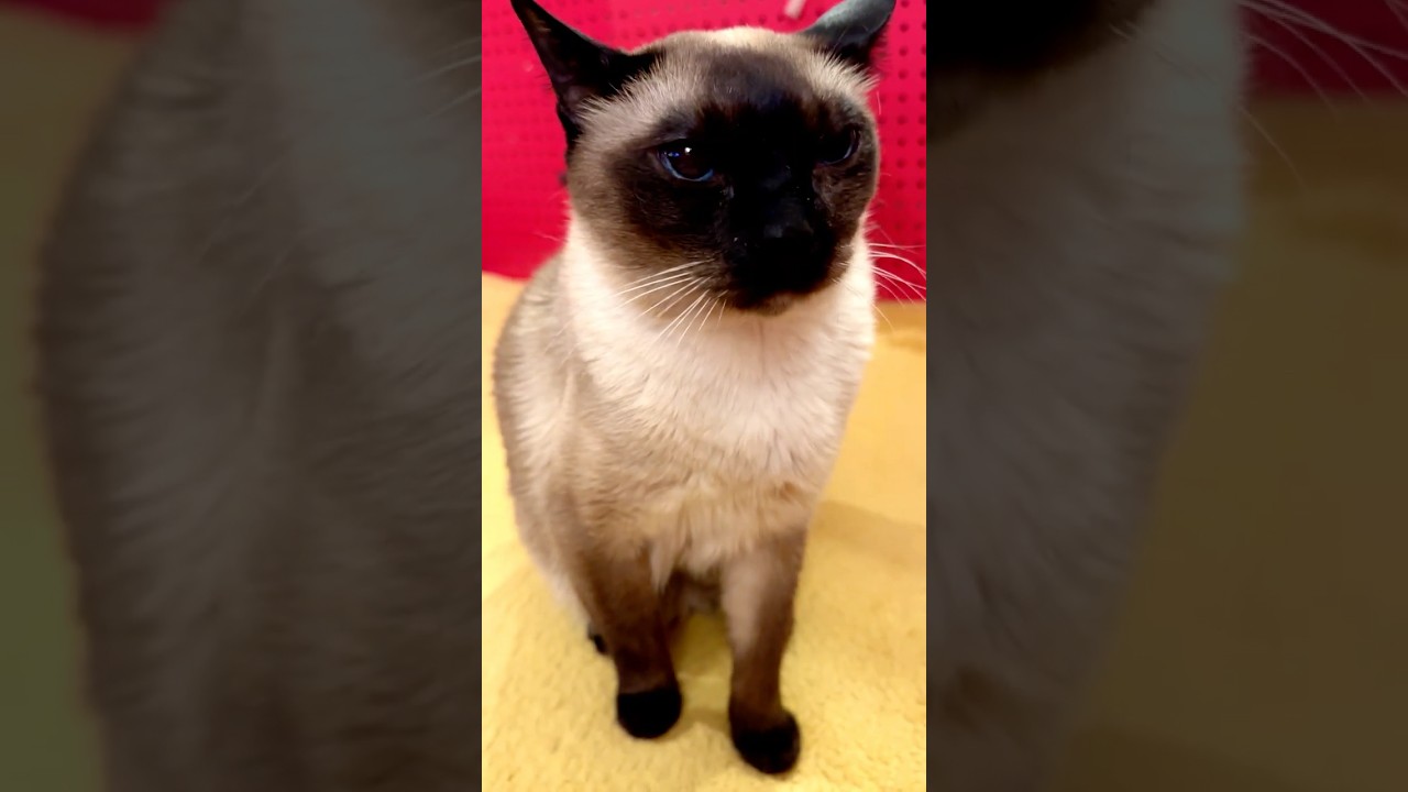 たぬき猫をしつこくペロペロしまくっているシンガプーラなのにゃ♪ #cat #シンガプーラ #トンキニーズ#たぬき猫#singapura#tonkinese