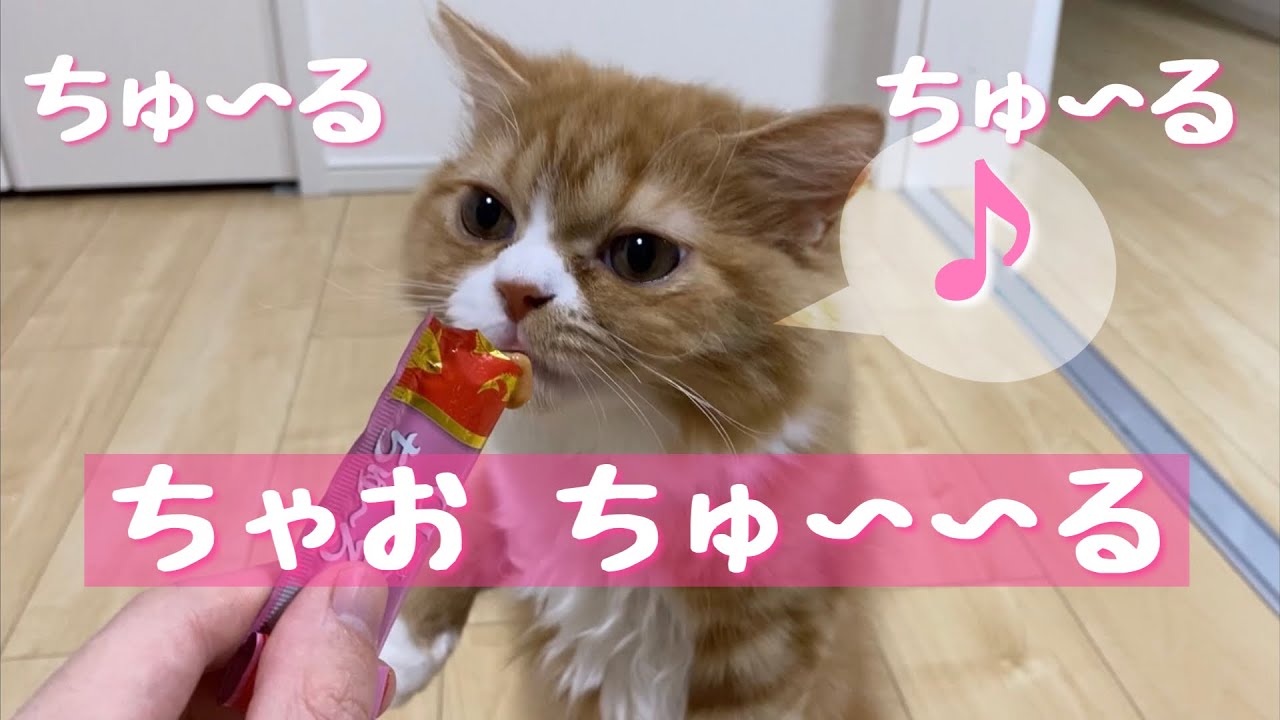 CIAOちゅーるデビュー！【スコティッシュフォールド】