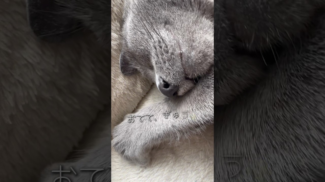 【ロシアンブルー】ただただお昼寝中のめろんです❤︎🥰【猫】#shorts