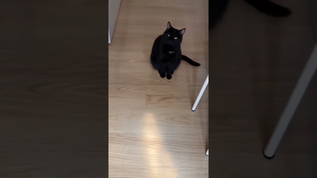 А вот и я! 😂😂 #прикол #коты #шпион #животные