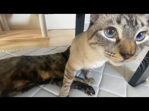 いつものにゃんプロ